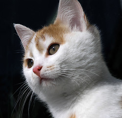 Image showing cat