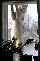 Image showing cat in window 