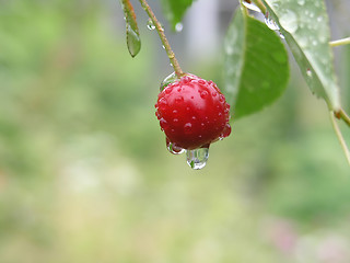 Image showing cherry