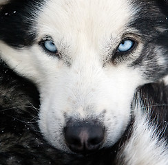 Image showing husky dog closeup