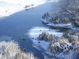 Image showing Wild ducks floating on the river (I)