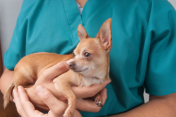 Image showing Veterinary taking care of pet