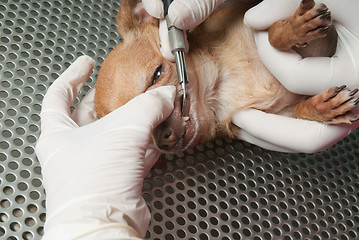 Image showing Veterinary performing an operation