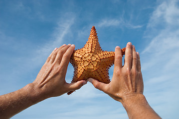 Image showing Sea star