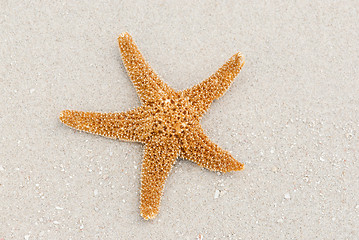 Image showing Sea star