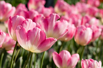 Image showing Tulips