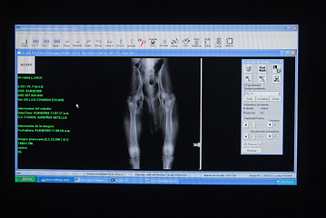 Image showing X-ray of a dog's leg