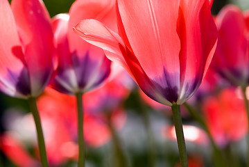 Image showing Tulips