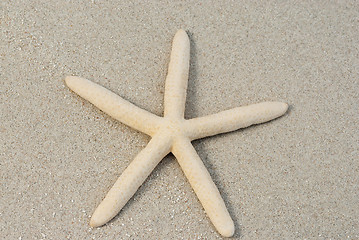 Image showing Sea star