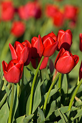 Image showing Red tulips