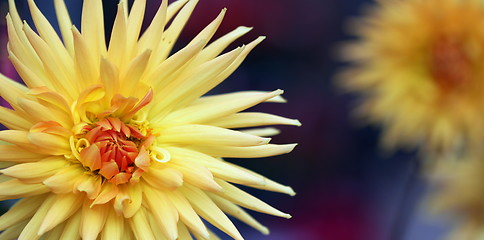 Image showing dahlia