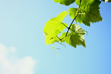 Image showing leaves and sunny sky