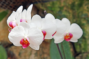 Image showing The orchid