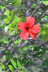 Image showing Spring flowers