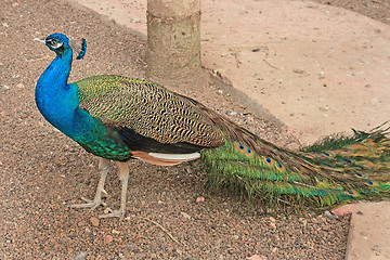 Image showing The peacock