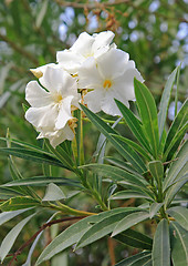 Image showing Spring flowers