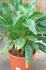 Image showing The green plant