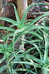 Image showing The green aloe