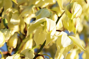 Image showing Yellowish flowers