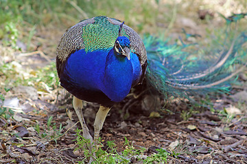 Image showing The peacock