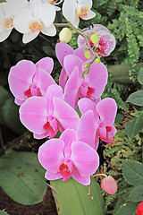 Image showing The orchid