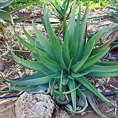 Image showing The green aloe