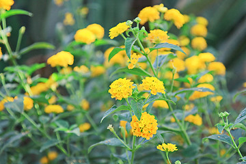 Image showing Spring flowers