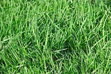 Image showing Green grass