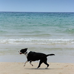 Image showing The dog on the beach