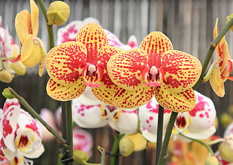 Image showing The orchid