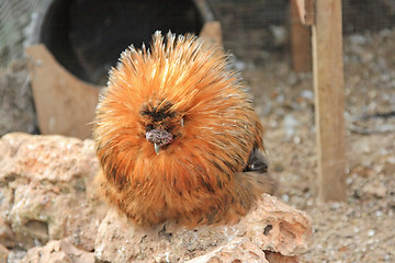 Image showing Hairy chicken