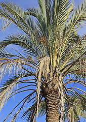 Image showing The palm