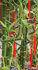 Image showing Green bamboo