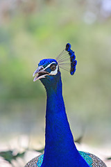 Image showing The peacock