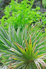 Image showing The palm branch 