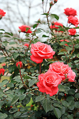 Image showing Spring flowers