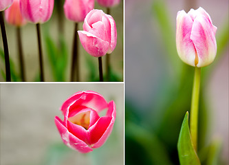 Image showing Delicate tulips