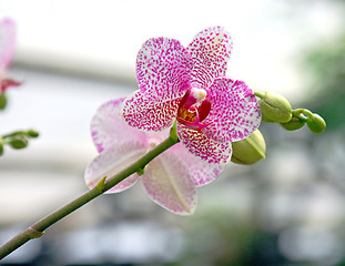 Image showing The orchid