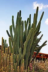 Image showing The cactus