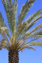 Image showing The palm