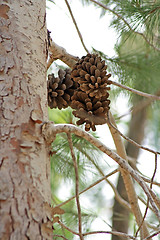 Image showing The cones
