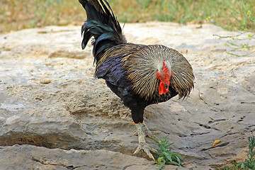 Image showing The cock