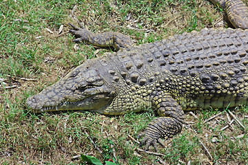 Image showing Green crocodile