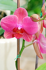 Image showing The orchid