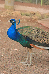 Image showing The peacock