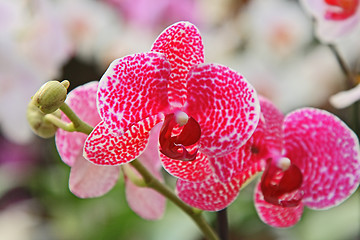 Image showing The orchid