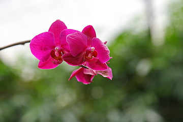 Image showing The orchid