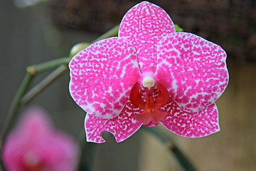 Image showing The orchid