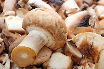 Image showing Fresh mushrooms