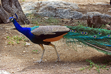 Image showing The peacock